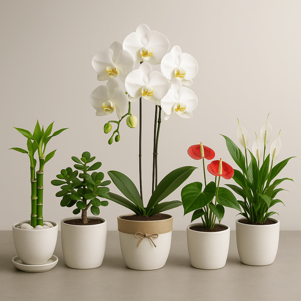 Plants for Gifting